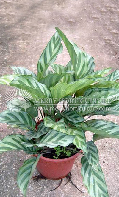 Calathea leopardina 1